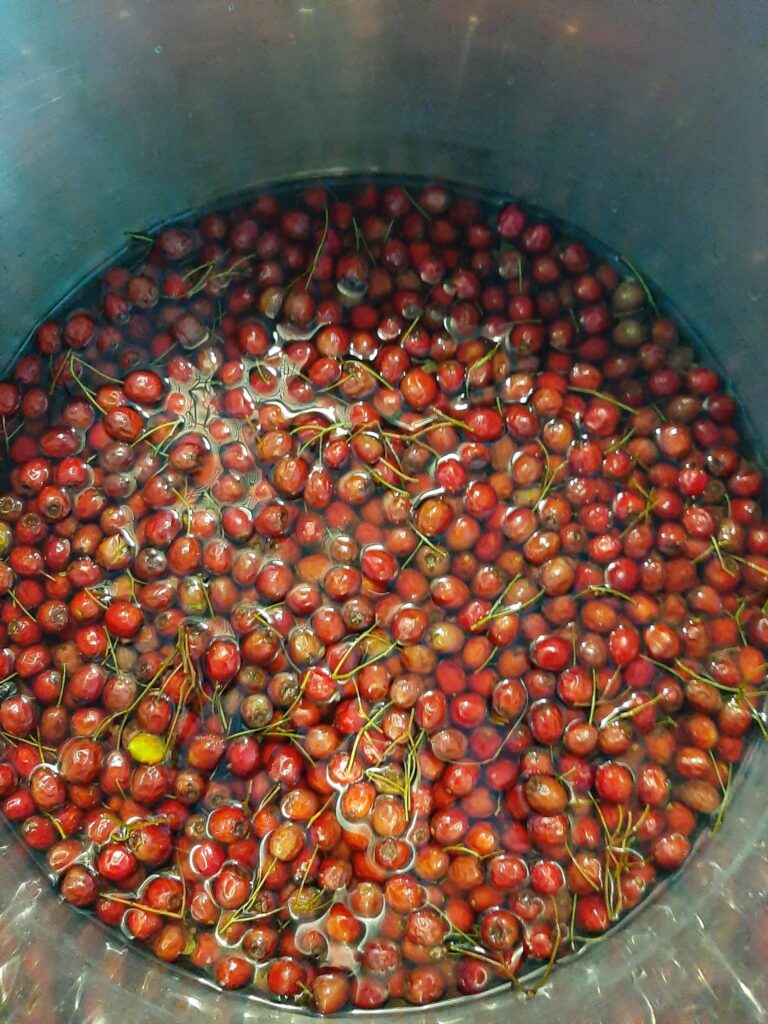 Meidoorn Crataegus Monogyna Hawthorn Jam