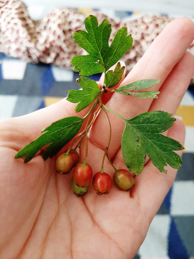 Crataegus Monogyna Meidoorn Hawthorn