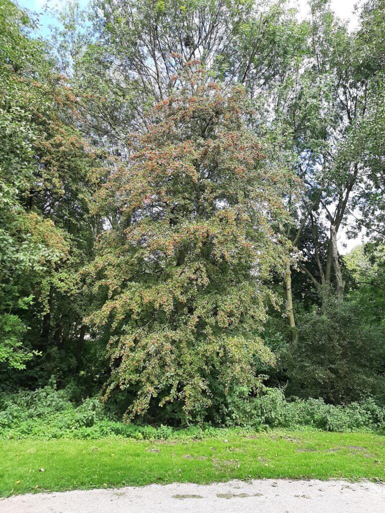 Meidoorn Hawthorn Crataegus Monogyna Kruidengeneeskunde