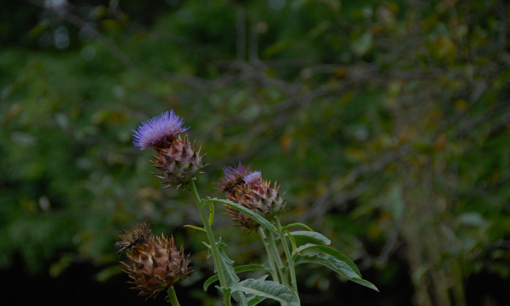 Mariadistel Carduus marianum