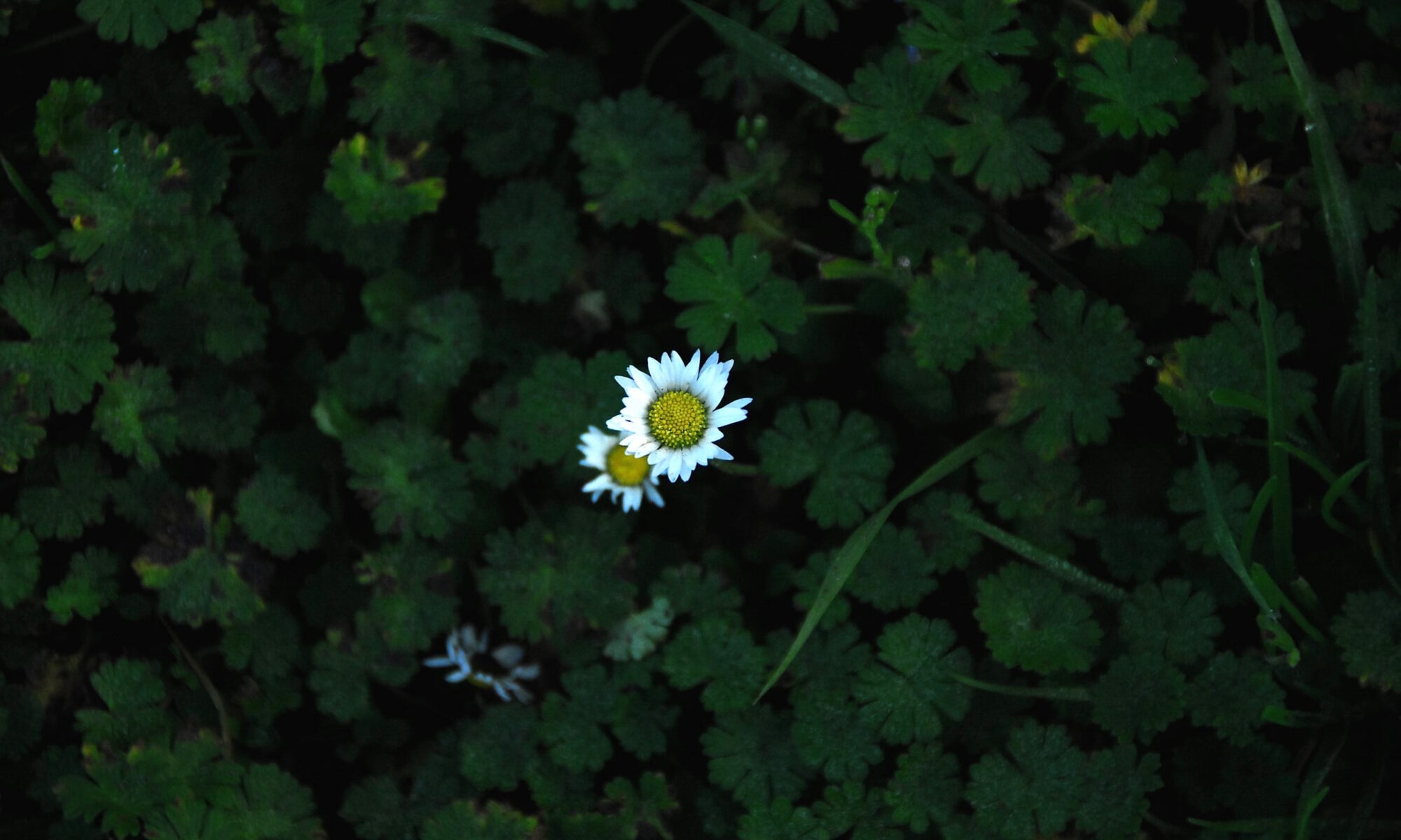 Madeliefje Bellis Perennis Kruidengeneeskunde Daisy