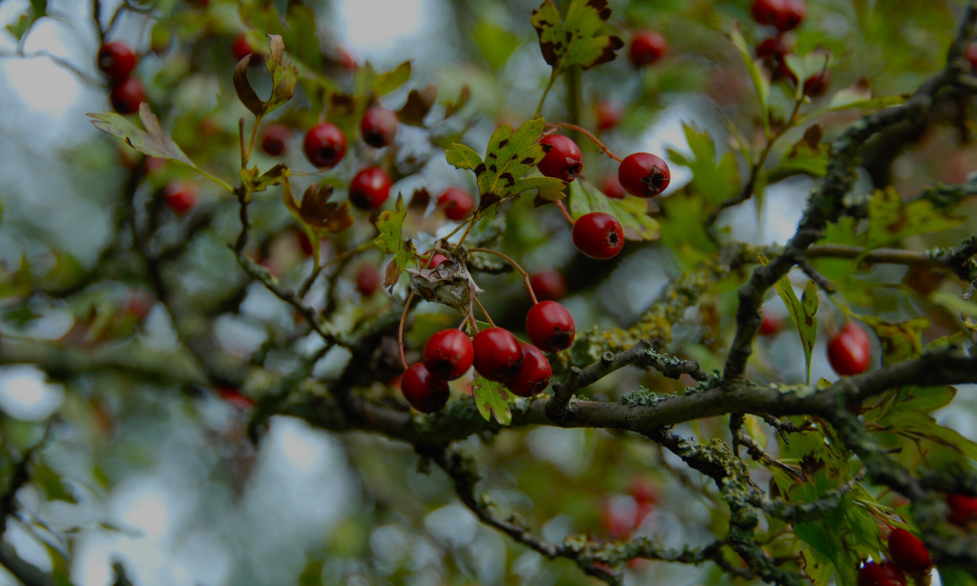 Meidoorn Crataegus Monogyna Hawthorn
