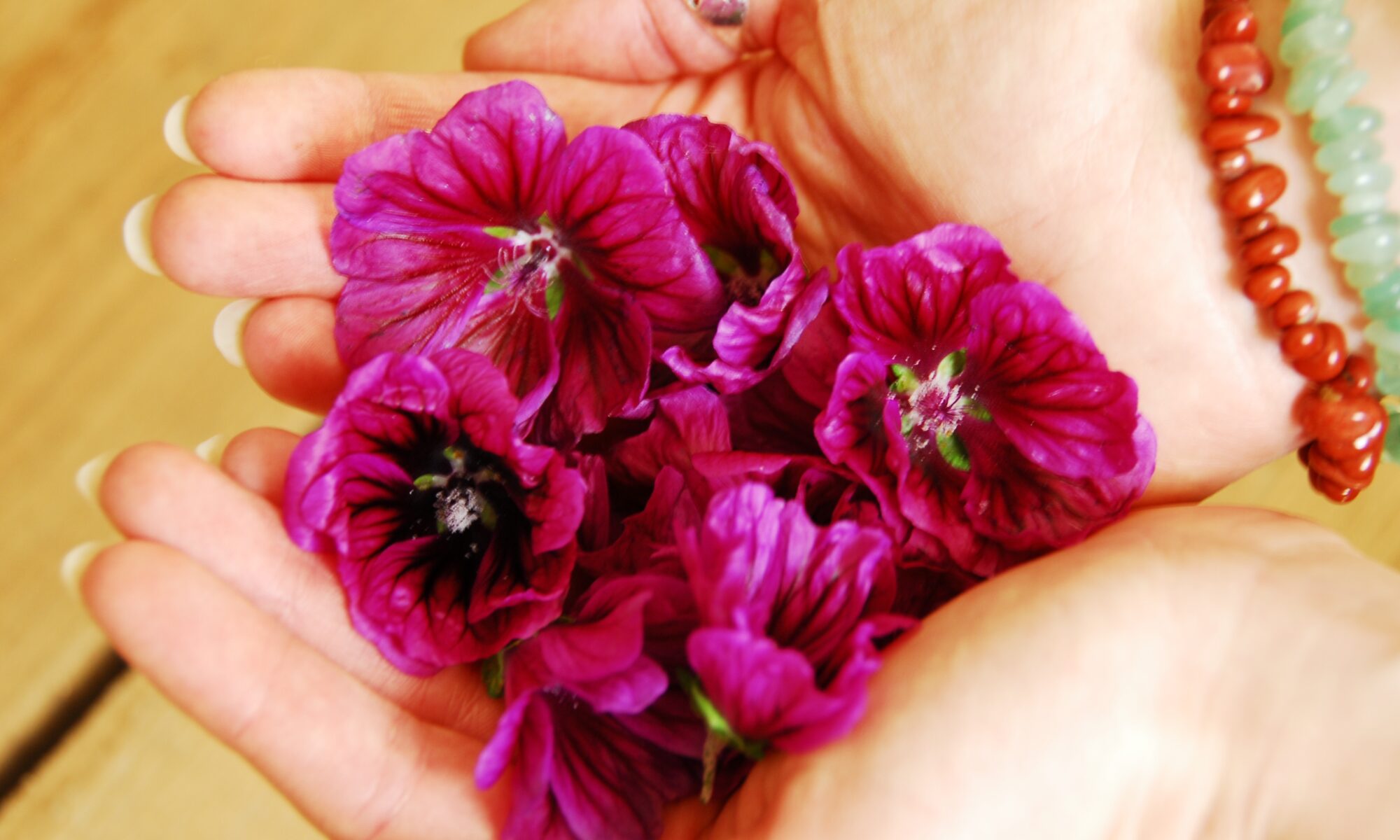 Kaasjeskruid Malva